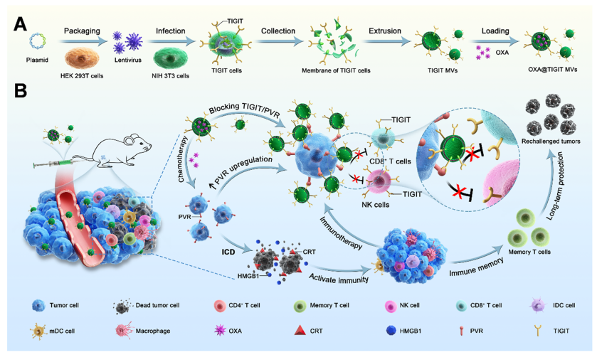 Schematic illustrating the preparation of OXA@TIGIT MVs and their anti-cancer effects.
