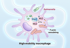 Ubigene's Stable Cells Assist in Revealing the Mechanism of Salmonella Hijacking Macrophages to Breach the Gut-Vascular B