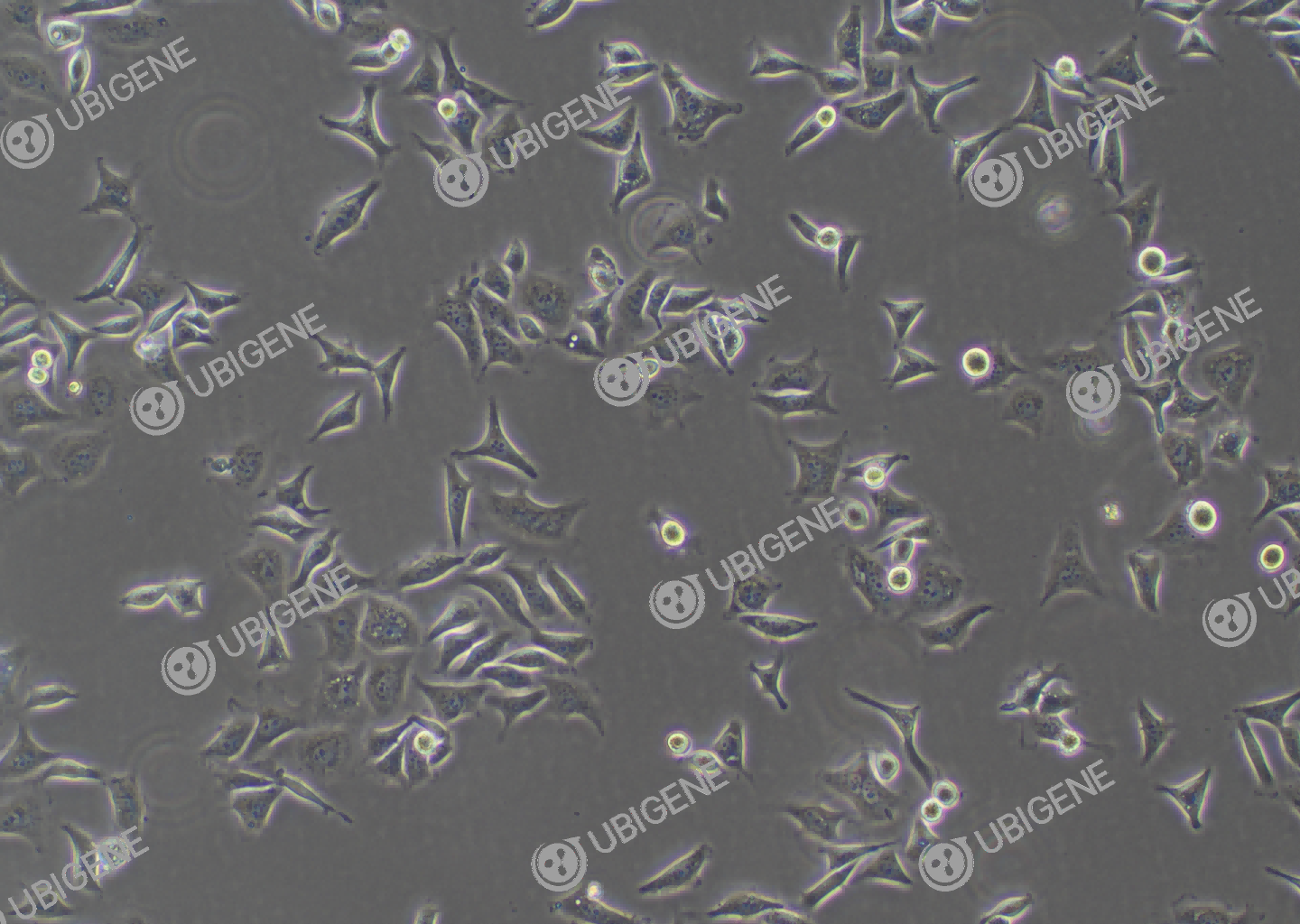 HCC1806 cell line Cultured cell morphology