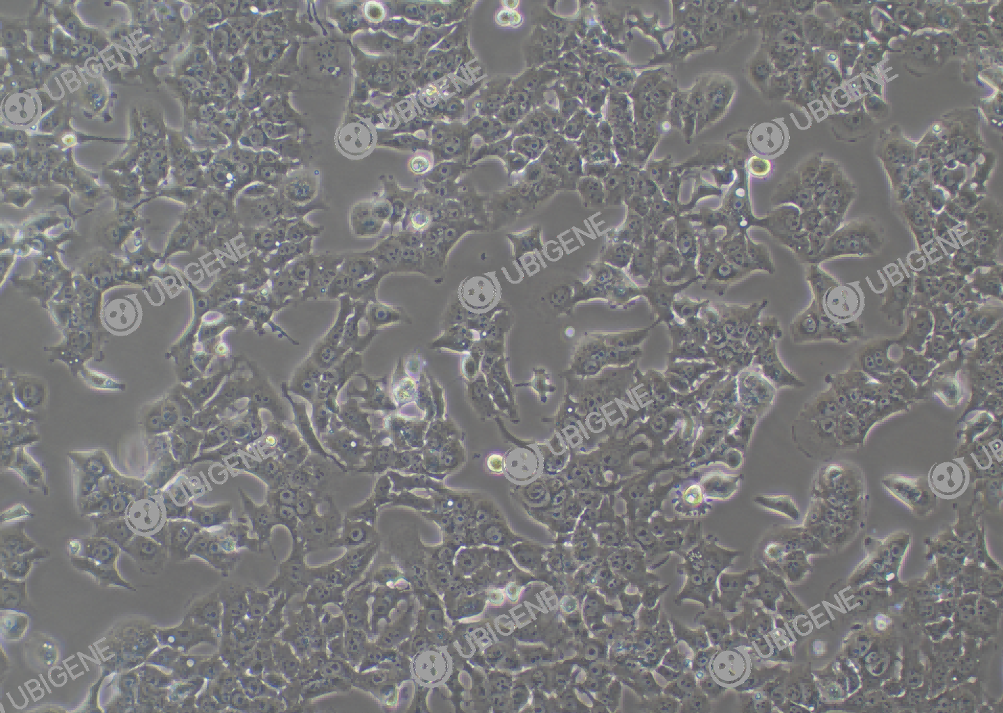 Hepa 1-6 cell line Cultured cell morphology