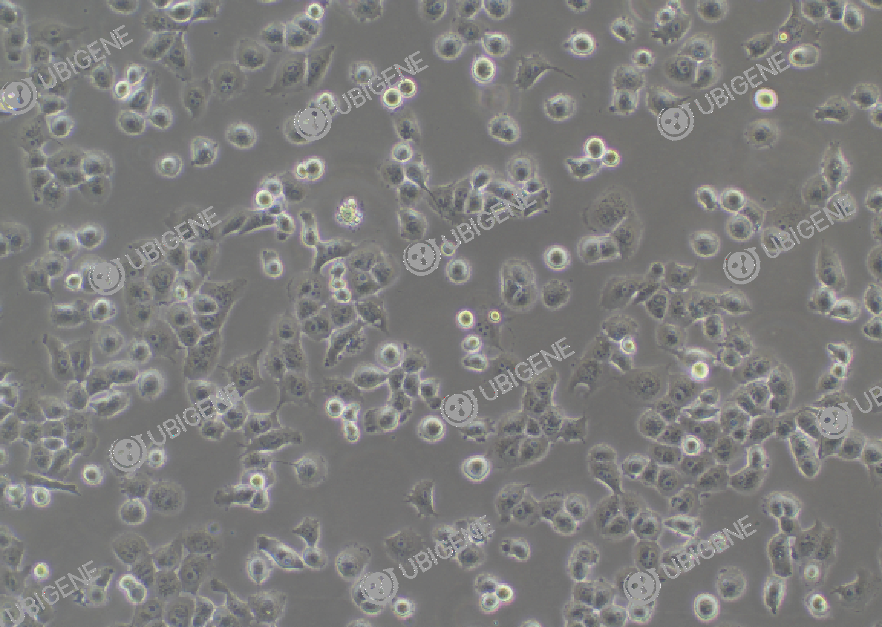 NCI-H1299 cell line Cultured cell morphology