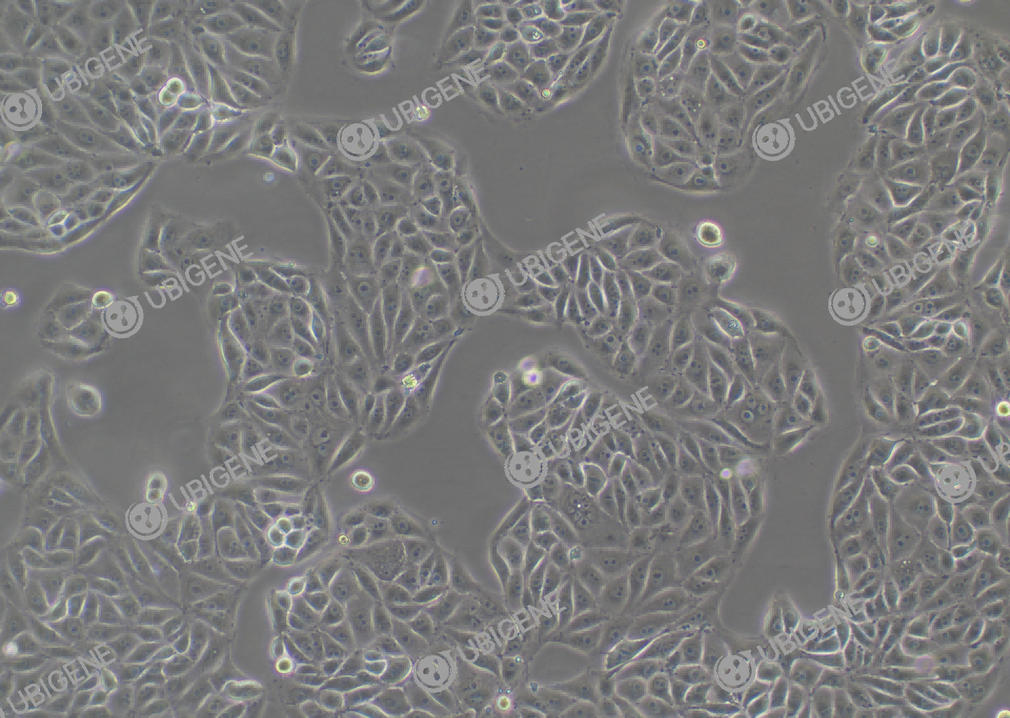 PK-15 cell line Cultured cell morphology