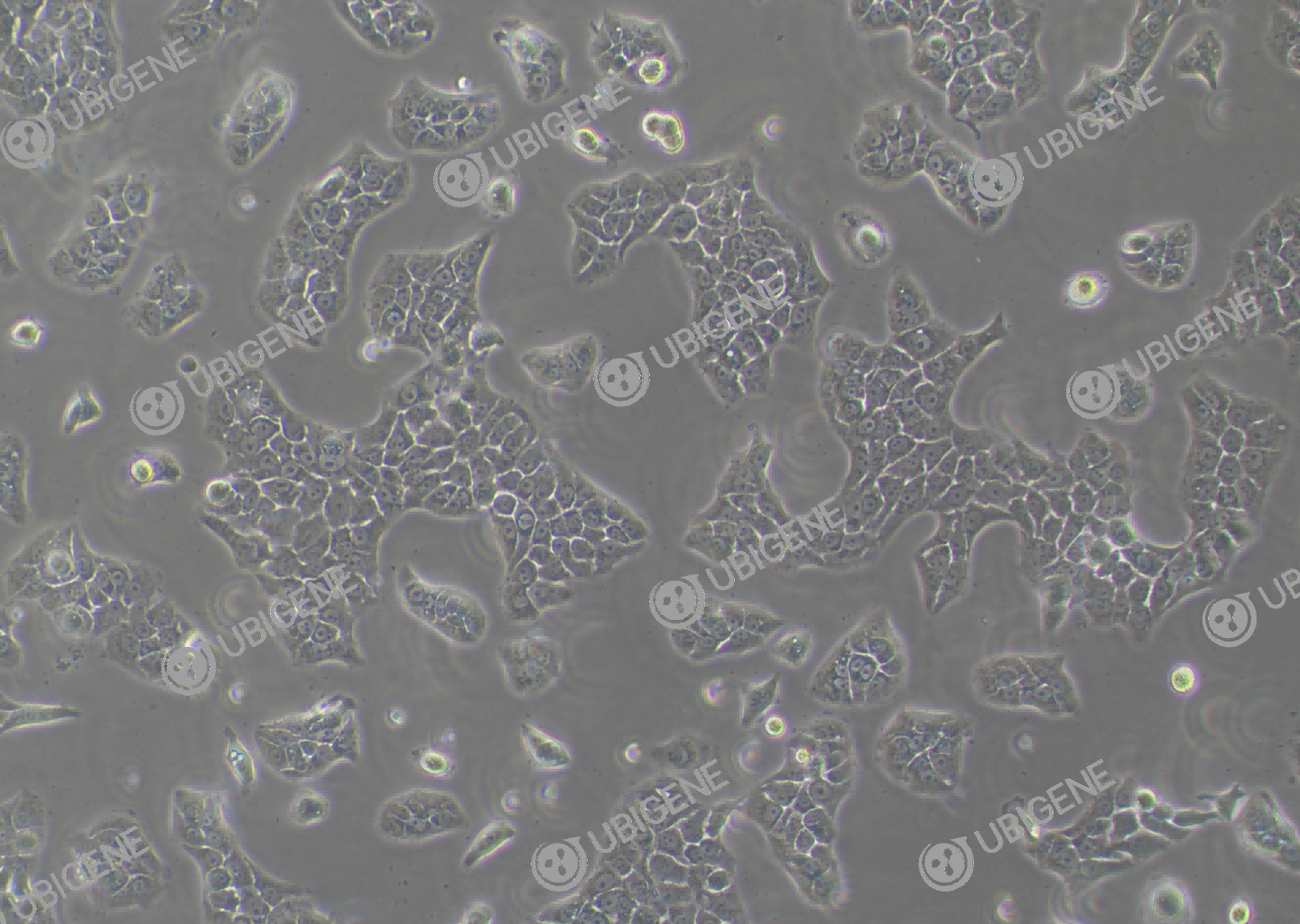 BxPC-3 cell line Cultured cell morphology