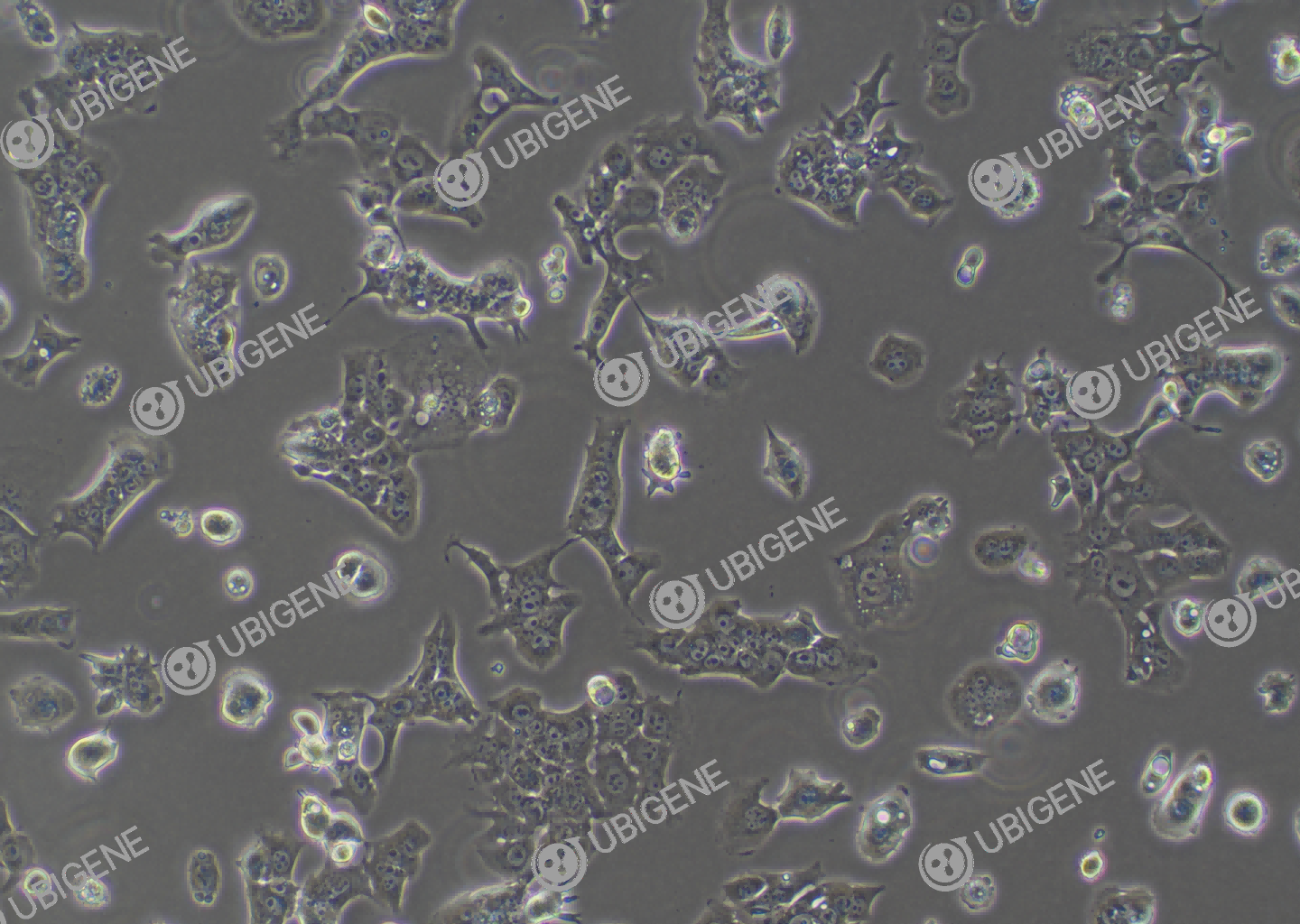 Hepa 1-6 cell line Cultured cell morphology