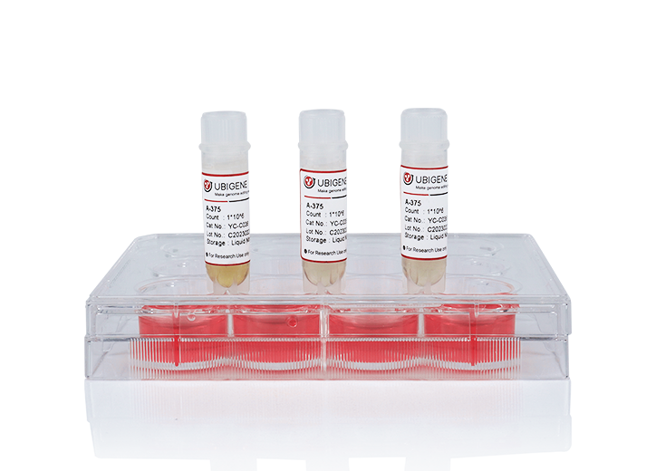 Nadk2 Knockout cell line (LLC)