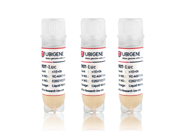 HT-29-Luc cell line