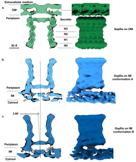 In situ structures of the GspDβ secretin on the outer and inner membranes