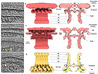 In situ structures of the GspDβ secretin on the outer and inner membranes
