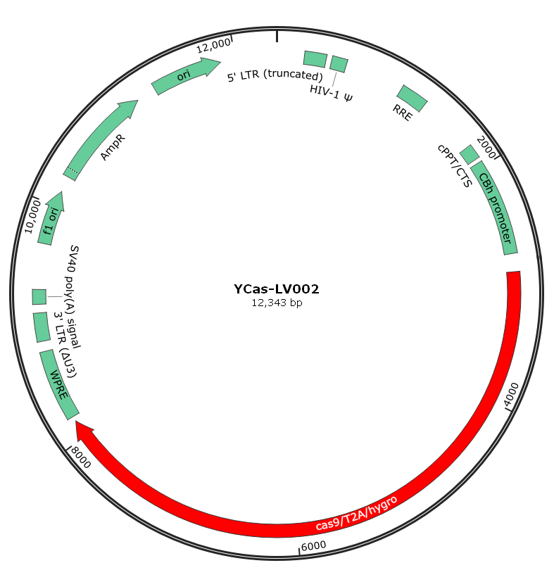 Plasmid Backbone Map