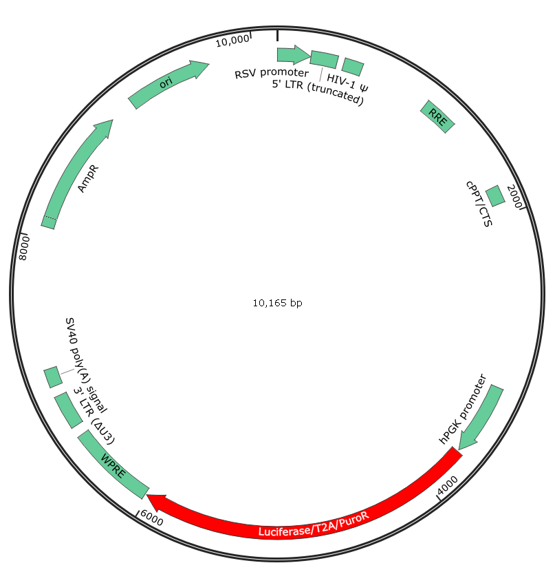 Plasmid Backbone Map