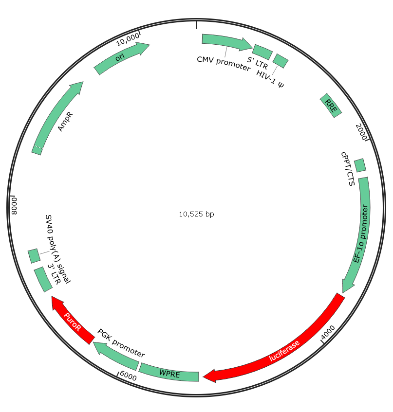 Plasmid Backbone Map