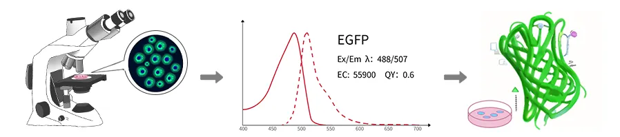 EGFP luminescence principle