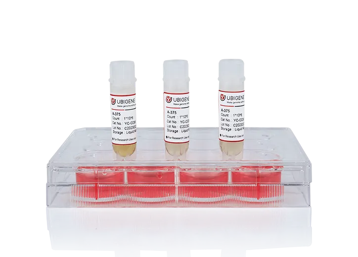 HDAC6 Knockout cell line (293T)