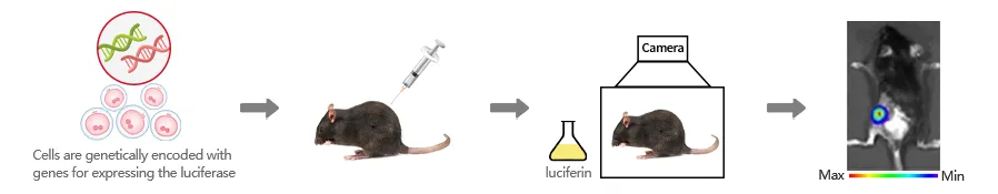Imaging process of stable tumor cell lines in vivo