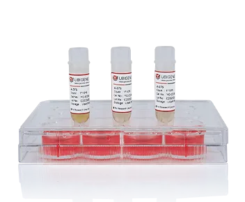 Prkcb Stable Expression Cell Line (Hepa 1-6)