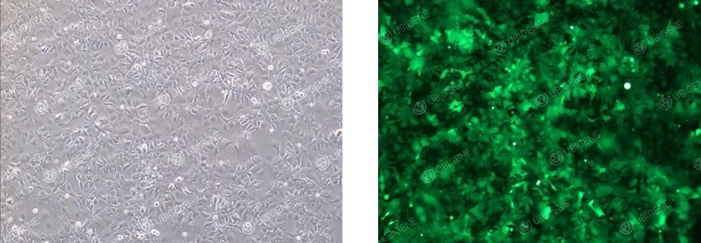 Cell Images Following Lentiviral Transduction (Brightfield)