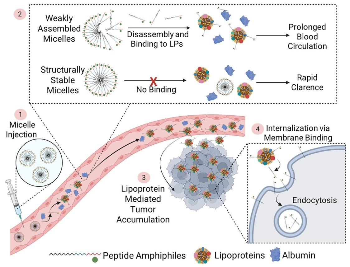 Figure 6. Cellular internalization mechanism of PAs