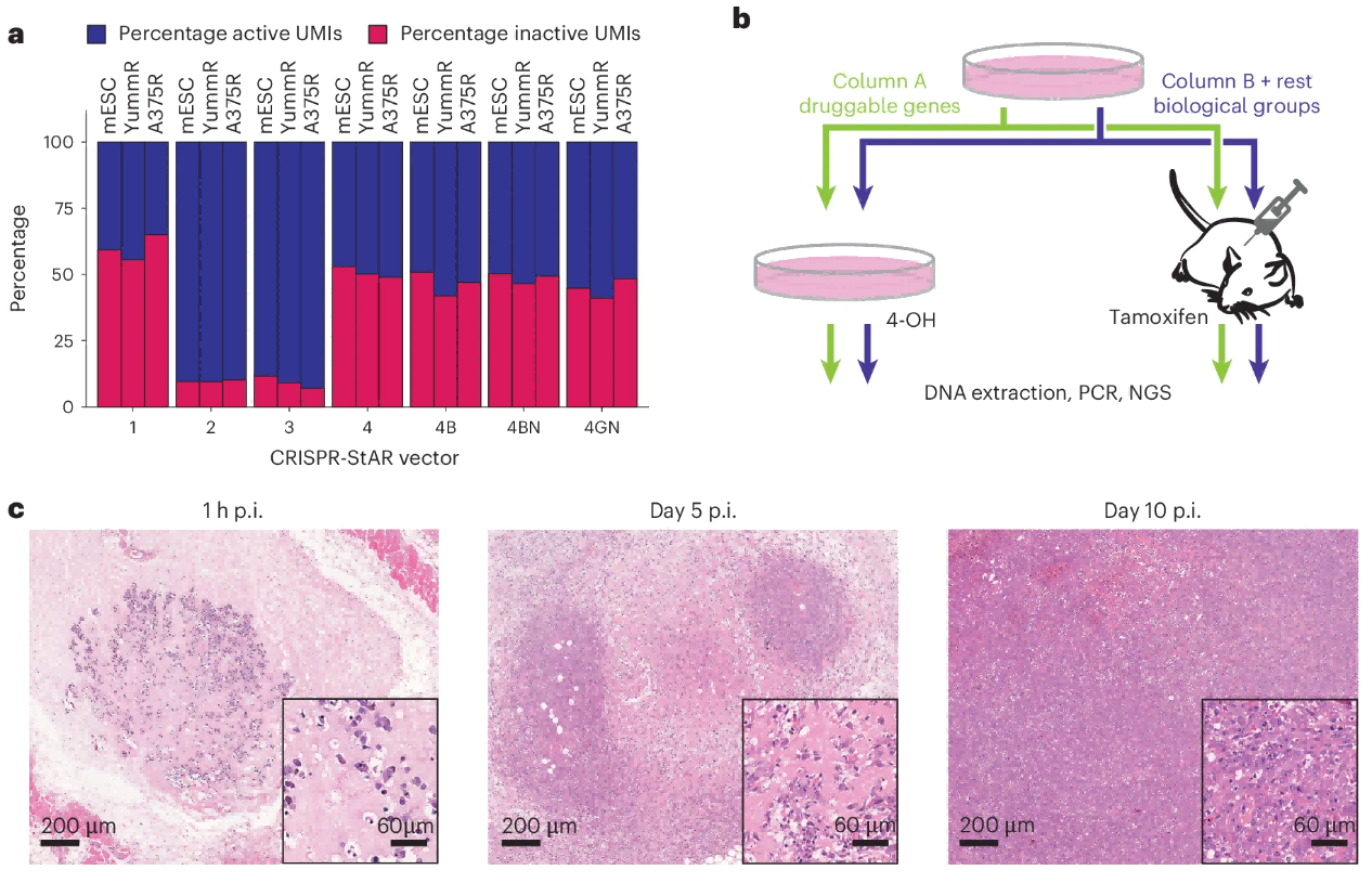 Figure 2. Optimization strategy of CRISPR-StAR for in vivo application