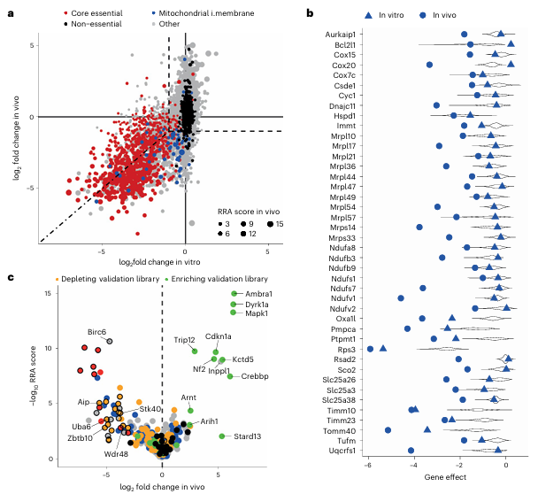Figure 4. In vivo–specific genetic hits identified in therapy-resistant melanoma
