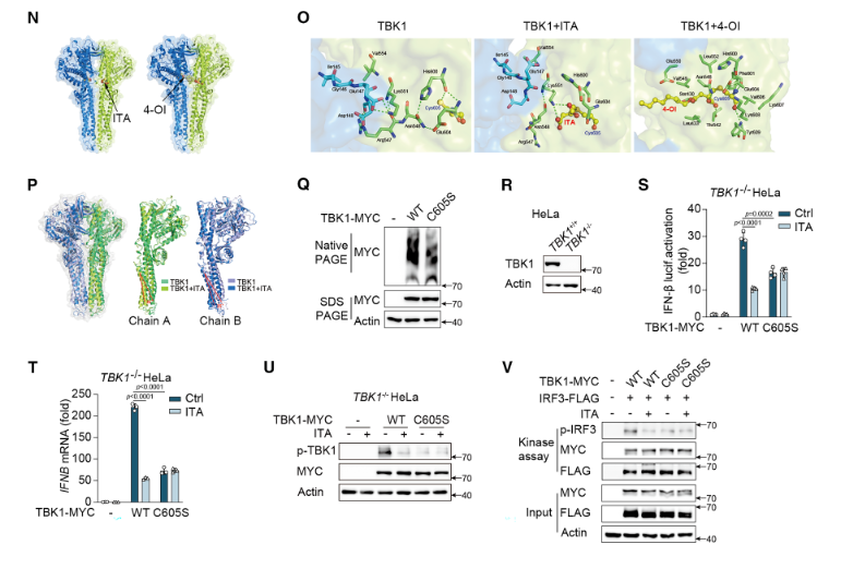 Figure 1. Validation of TBK1 as the Essential Target of Itaconic Acid (ITA) in Regulating the Type I Interferon (IFN-I) Pathway