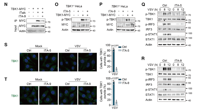 Figure 2. Validation of the Targeted Activity of Novel TBK1 Inhibitors (ITA-5 and ITA-9)