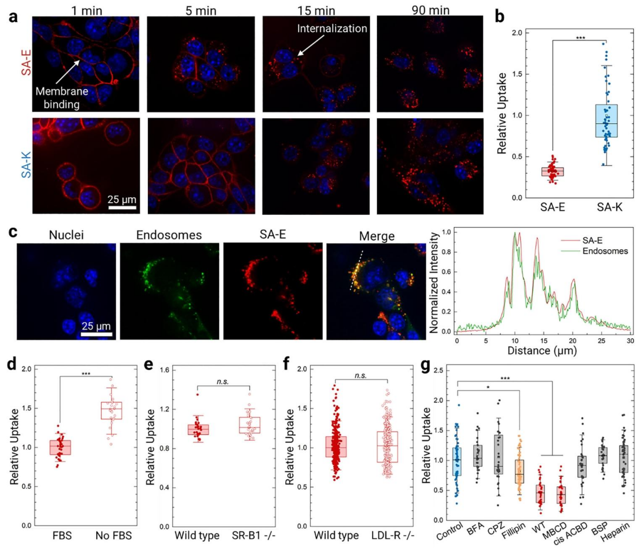 Figure 3. Validation of LDL-R–Independent Cellular Uptake of SA-E