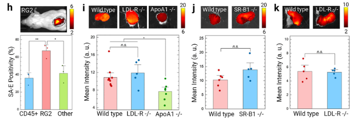 Figure 4. Validation that SA-E Tumor Targeting Is Independent of Tumor Cell LDLR Expression