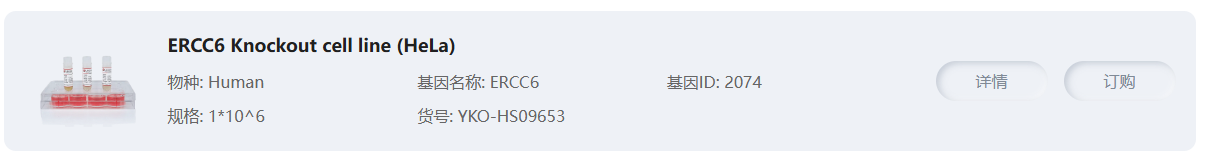 ERCC6 Knockout cell line (Hela)