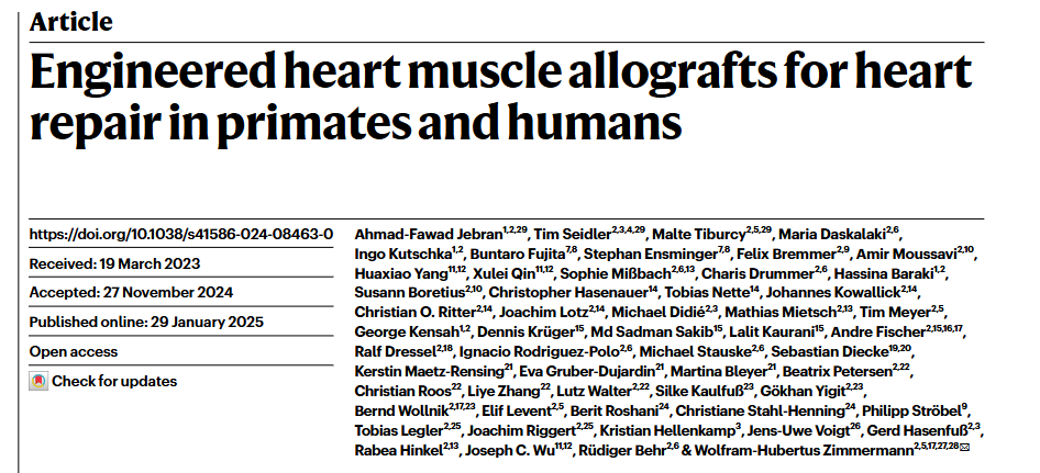 Engineered heart muscle allografts for heart repair in primates and humans