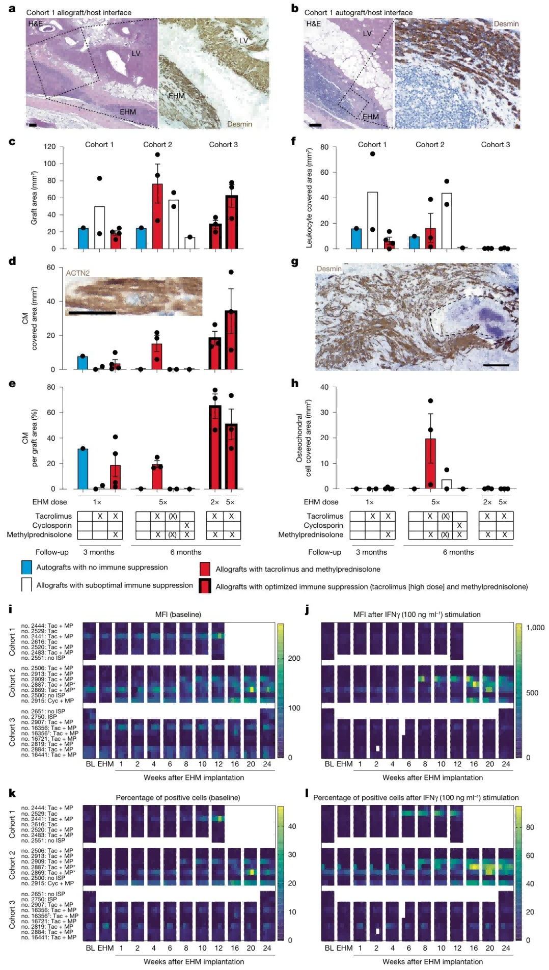Figure 2. Histopathological Features and Allogeneic Sensitization Responses