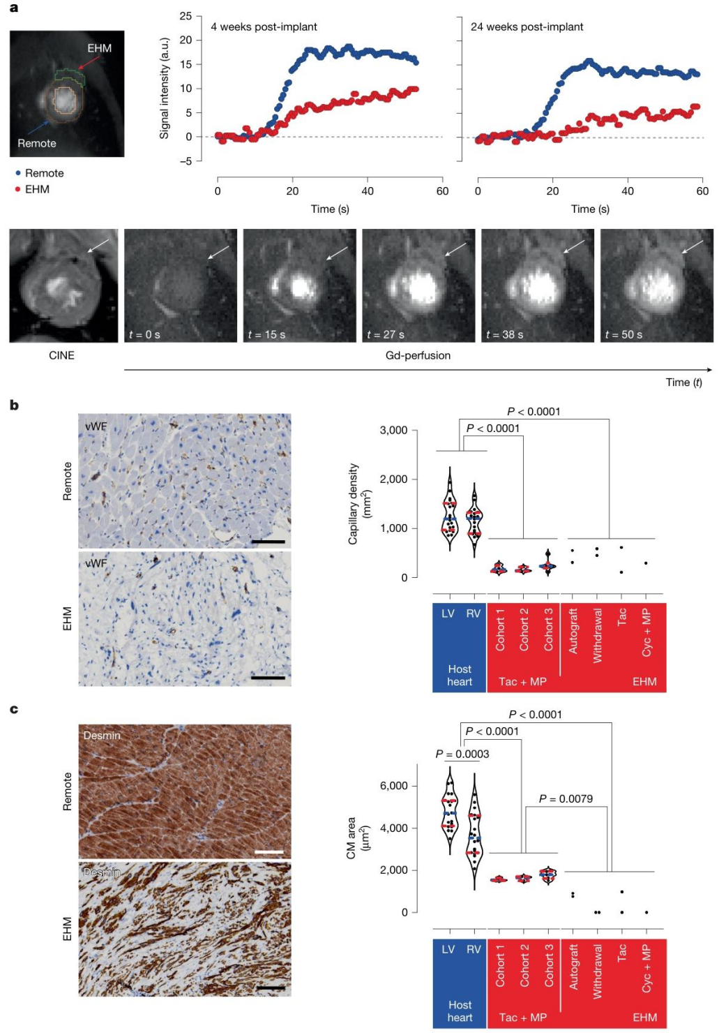 Figure 4. Evidence of Vascularization and Perfusion in EHM Allografts