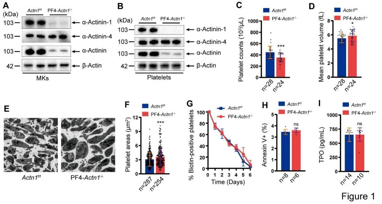 Figure 1. Reduced Platelet Count and Increased Platelet Size in Conditional Knockout Mice