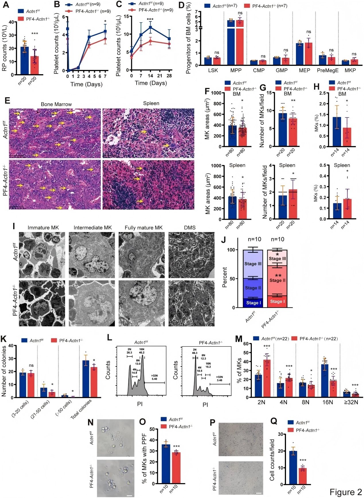 Figure 2. Impaired Colony Formation, Migration, and Proplatelet Formation in α-Actinin-1–Deficient Megakaryocytes