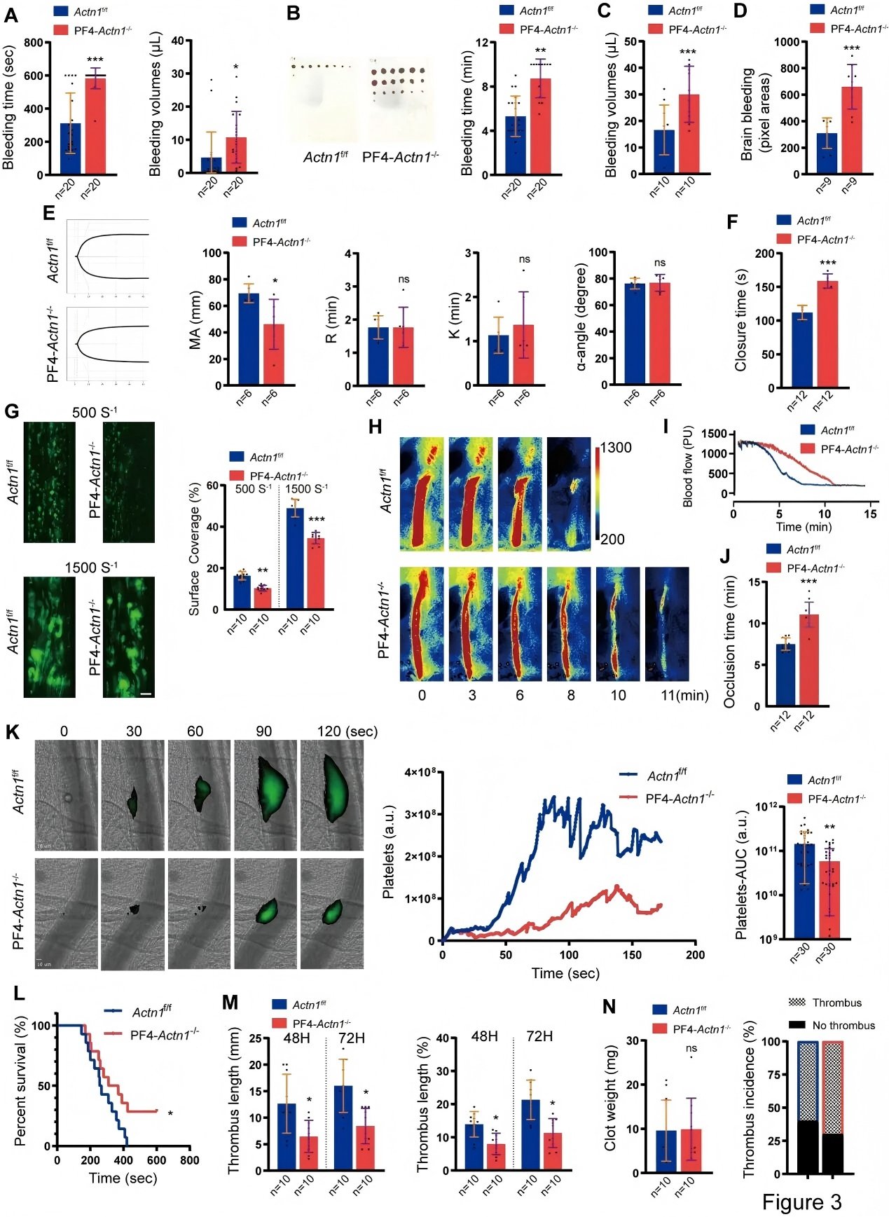 Figure 2. Impaired Colony Formation, Migration, and Proplatelet Formation in α-Actinin-1–Deficient Megakaryocytes