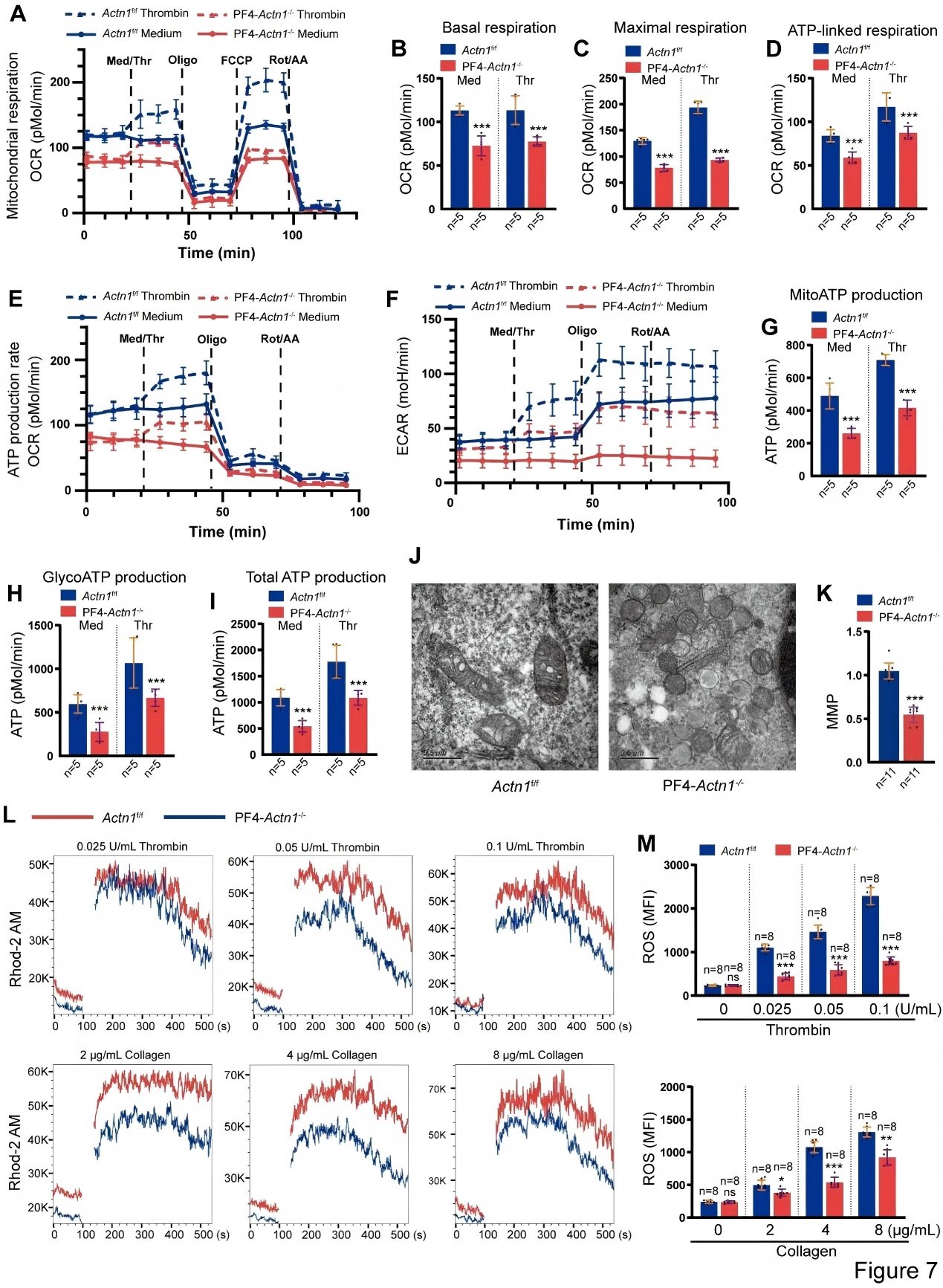Figure 4. Loss of α-Actinin-1 Impairs Mitochondrial Bioenergetic Function