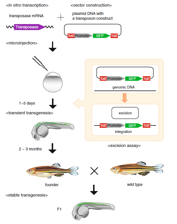 Construction of transgenic zebrafish