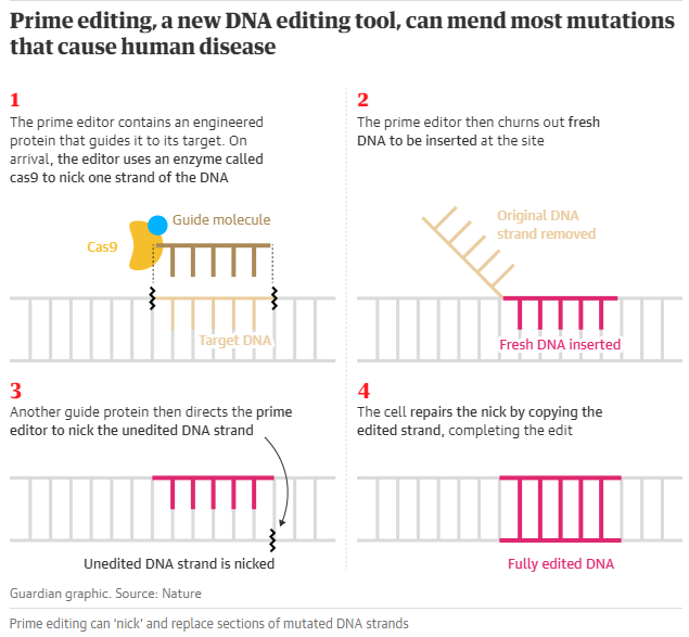Ubigene DNA Editing