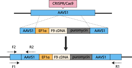 CRISPR/Cas9 gene editing ipsc cell flow