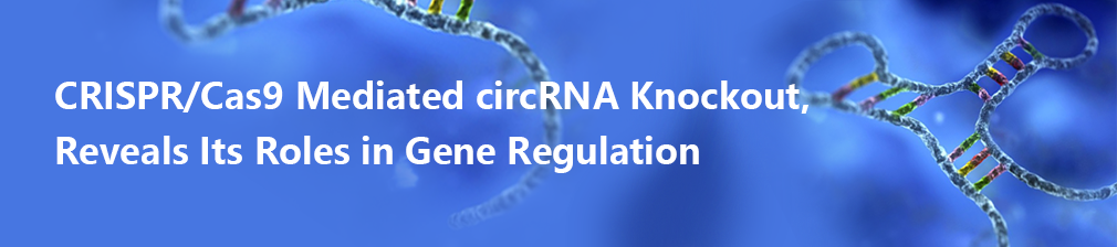 CRISPR/Cas9 Mediated circRNA Knockout, Reveals Its Roles in Gene Regulation