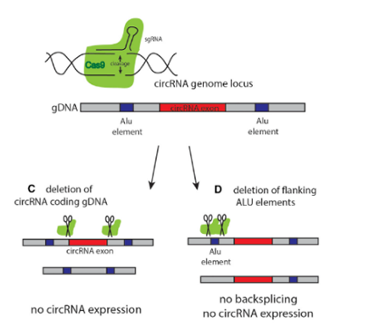 The most common strategy for circRNA knockout