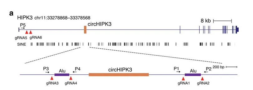 Loop-forming elements predicted by the CRISPR/Cas9 system