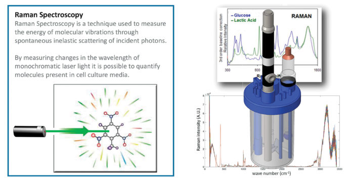 At the Cell and Gene Therapy Catapult, analytical scientists use Raman spectroscopy to monitor changes in nutrient consumption and metabolite production during the bioprocessing of cell therapies. Applying a univariate modeling approach, the scientists can correlate changes in peak intensity within Raman spectra with cell concentration and viability.