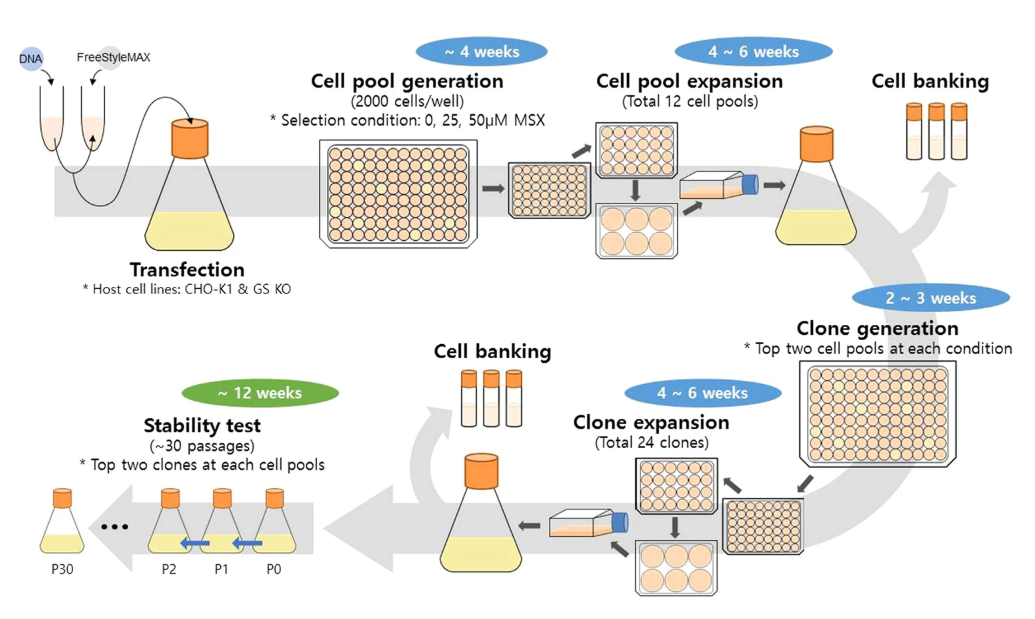 CRISPR-U™ KO cell strategy diagram