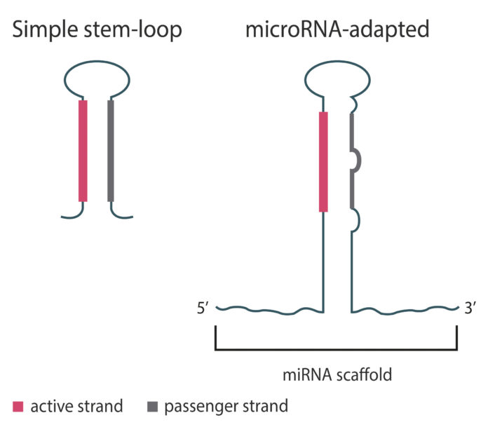 Figure 1. Gene silencing that relies on a single shRNA loop (left) may be inadequate. Better gene silencing, however, may be achieved if shRNA therapeutics are built into miRNA scaffolds (right). The “microRNA-adapted shRNA” approach is advantaged because it favors the active strand’s function over the passenger strand’s function. (Adapted from Tuzman.