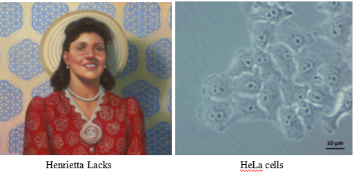 Henrietta Lacks and Hela cells