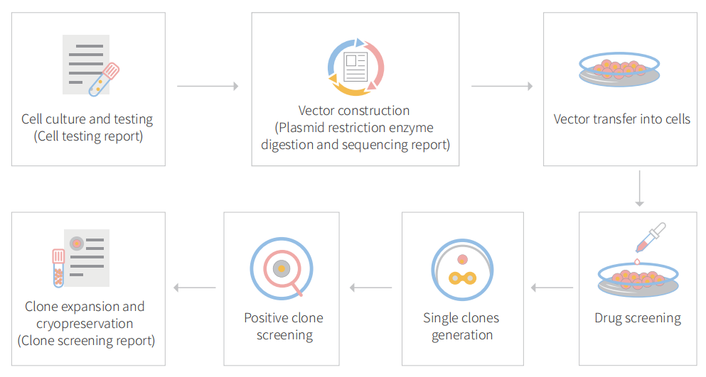 CRISPR knockout hela cell workflow