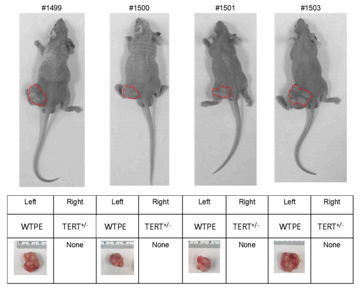 Xenotransplant of WT and TERT+/− Hela cells in nude mice
