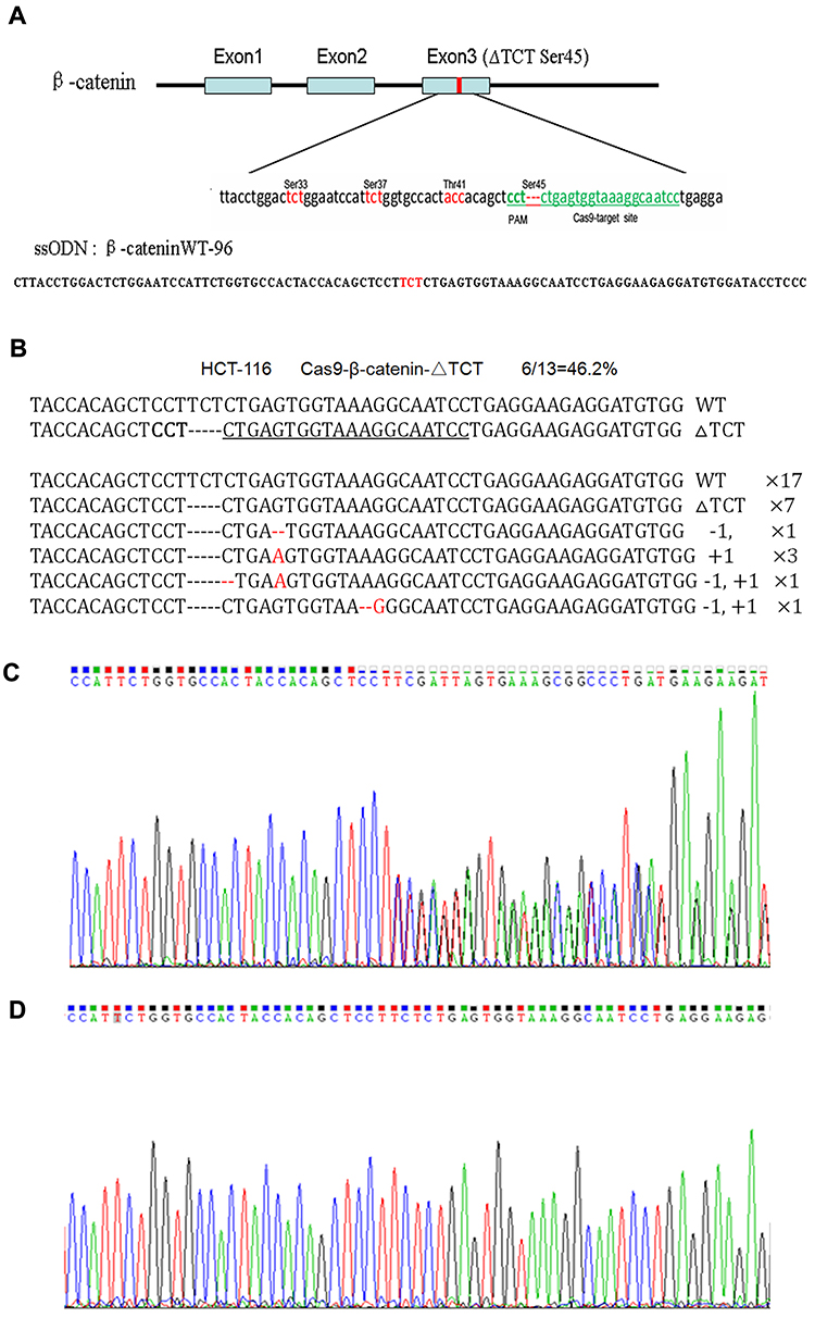 Mutation correction of β-catenin ΔTCT Ser45 in HCT-116 cells.