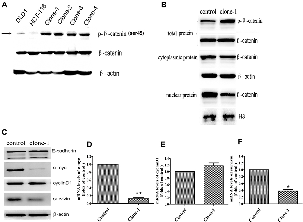 Functional effect of β-catenin ΔTCT Ser45 mutation correction