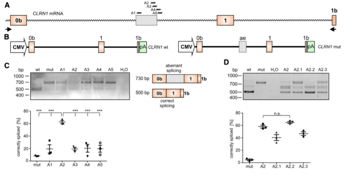 AON-Mediated Correction of CLRN1 mRNA Splicing